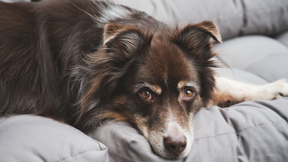 Buscan tener mayores facultades para el rescate y cuidado de mascotas (Foto: Especial)
