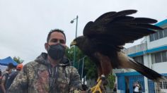 Tamaulipas: Detectan venta ilegal de aves rapaces por redes sociales