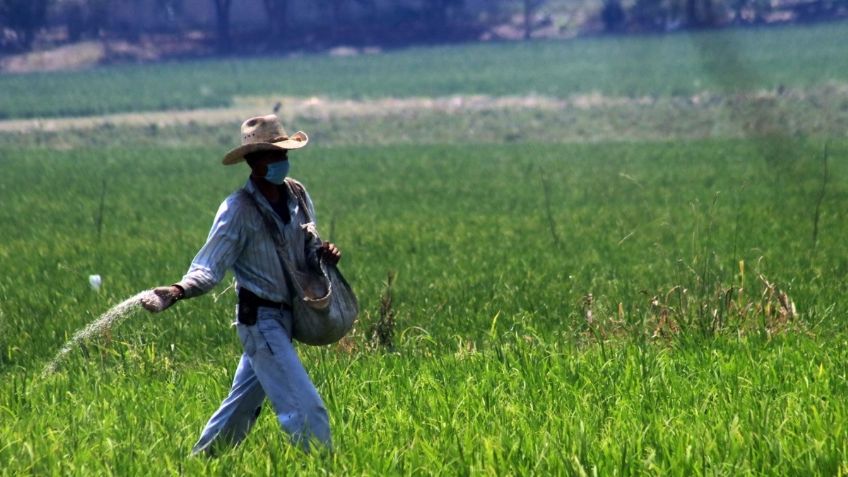 PEMEX: la entrega de fertilizantes beneficiará a 2 millones de agricultores del país