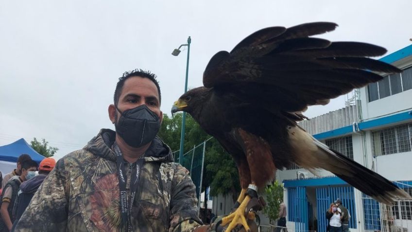 Tamaulipas: Detectan venta ilegal de aves rapaces por redes sociales