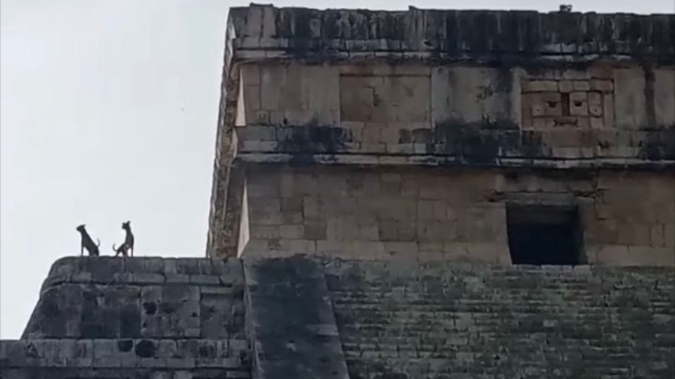 Un perrito logró subir a lo alto de la pirámide de Chichen Itzá (Foto: @lachinirupe)