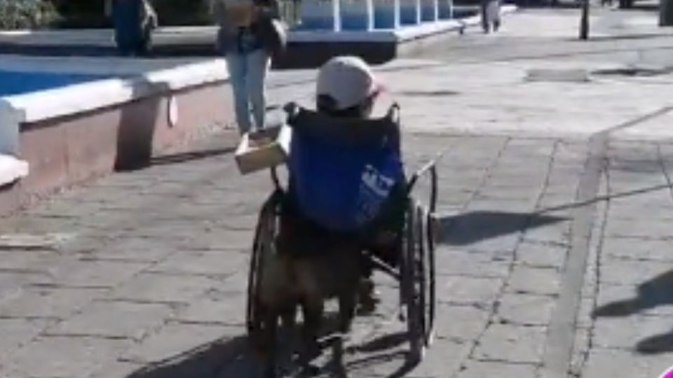 El lomito se hizo viral por ayudar a su dueño (Foto: Captura de pantalla)