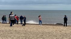 Indignante: Una foca agoniza en la playa mientras turistas le toman fotos y lanzan piedras | VIDEO