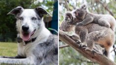 Perrito abandonado recibe condecoración por salvar más de 100 koalas durante incendios en Australia