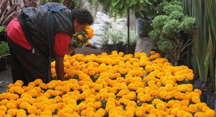 Día de Muertos: Duplican producción de cempasúchil | El Heraldo de México