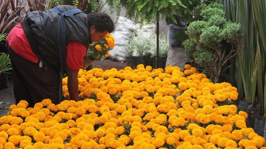 Día de Muertos: Duplican producción de cempasúchil