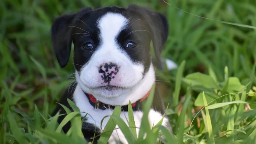 No es maltrato cortar las orejas a los cachorros de perros; asegura un Tribunal