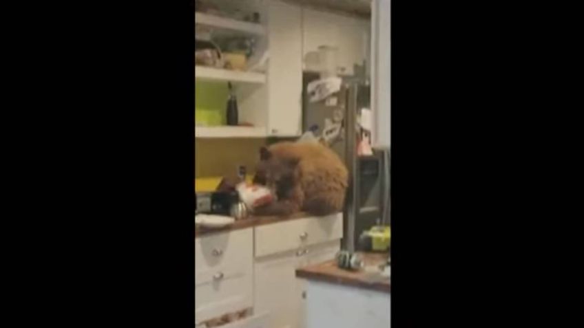 VIDEO: Llega a su casa y descubre a un oso comiendo KFC; otros habían saqueado su cocina