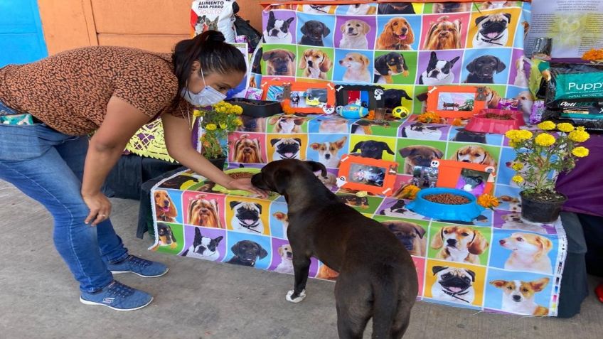 Comerciantes montan altar de muertos para mascotas en Veracruz