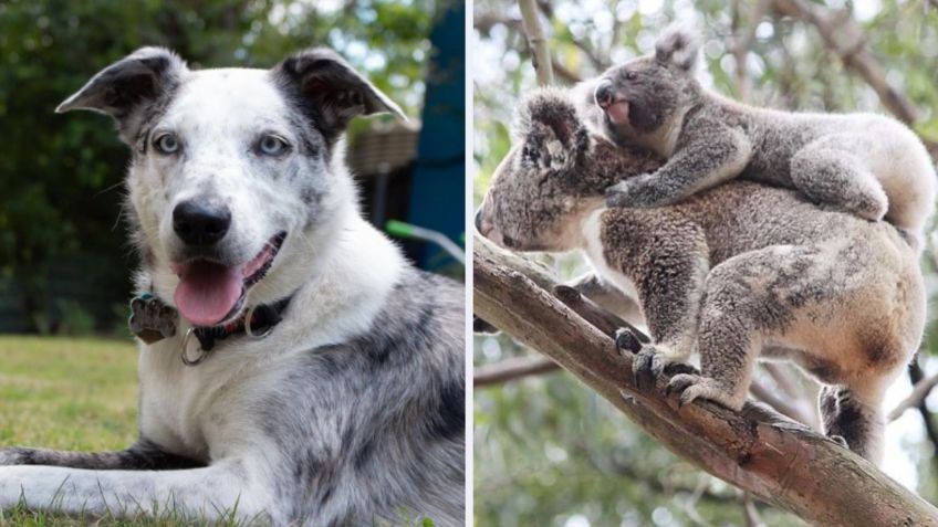 Perrito abandonado recibe condecoración por salvar más de 100 koalas durante incendios en Australia