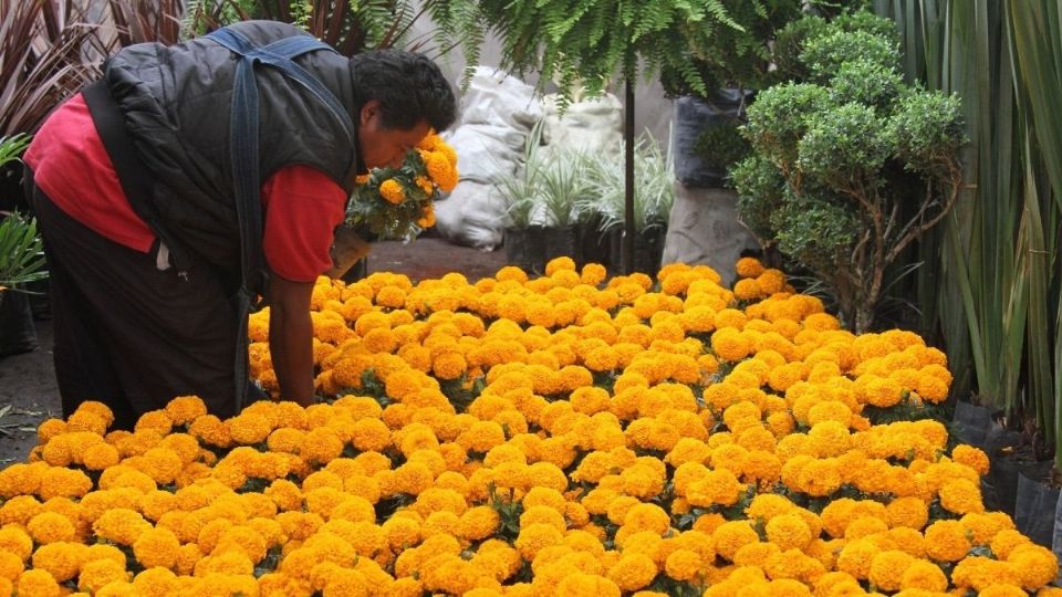 VIRUS. En 2020, por el cierre de panteones, cayó 70 por ciento la venta de flor de cempasúchil. Foto: Cuartoscuro