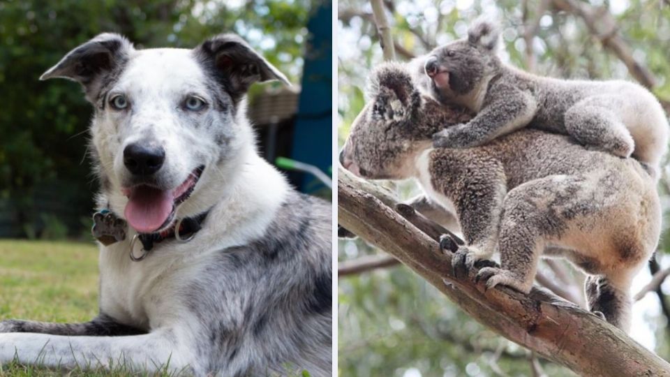 Perrito es condecorado por salvar más de 100 koalas durante incendios forestales en Australia. Foto: Instagram @bearthekoaladog