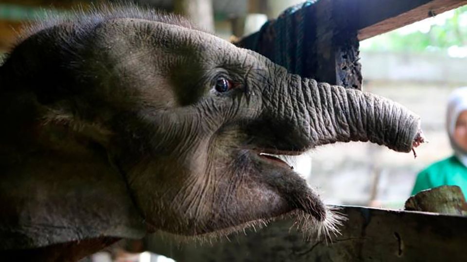 La cría de elefante había caído en una trampa de cazadores furtivos. Foto: Especial.