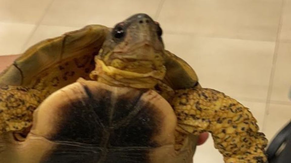 En los últimos años, han rescatado a monos, flamencos, cisnes negros, serpiente Foto: Especial