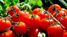 3 trucos claves para cultivar tomates en casa