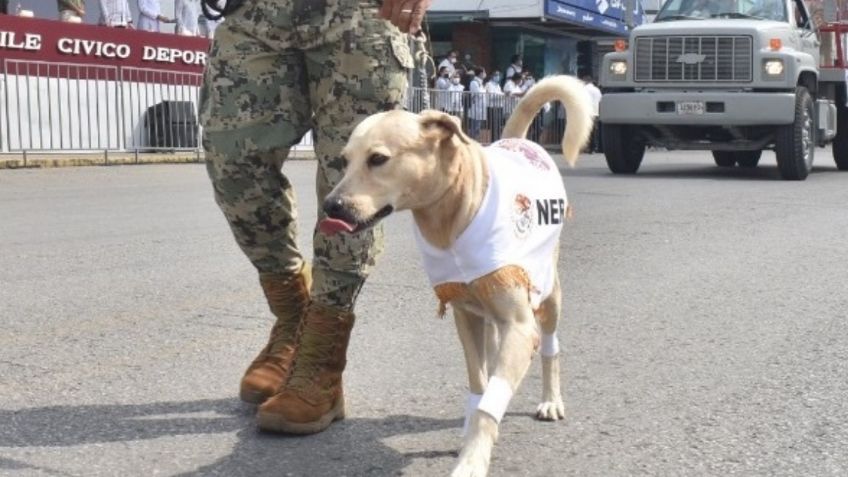 Nerón, el perrito que se coló en el desfile por la Revolución Mexicana en Tabasco