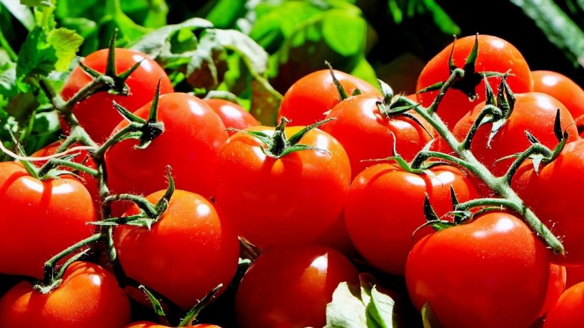 3 trucos claves para cultivar tomates en casa