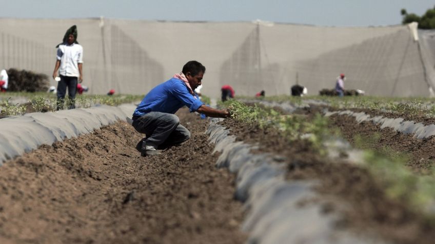 Comercio agroalimentario con EU sube 16%