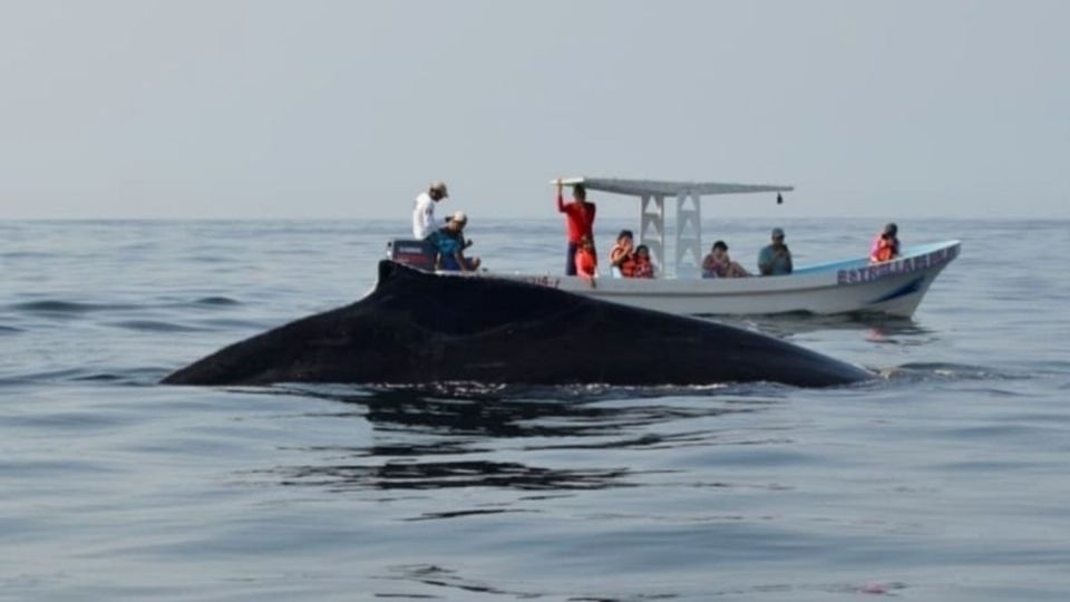 ALEJAMIENTO. La presencia de lanchas y turistas comienza a afectar los avistamientos de ballenas, pues los cetáceos buscan evitarlos. Foto: Especial