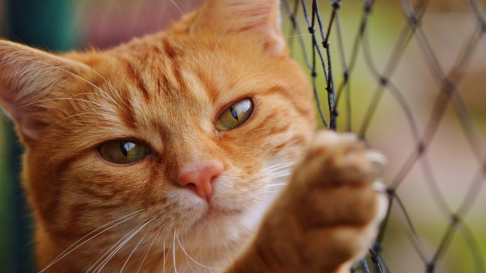 El gato no dejaba de maullar y despertó a los vecinos durante la madrugada, lo que les dio la oportunidad de evacuar. Foto: Pxhere