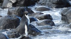 Detectan mercurio en plumas de pingüinos