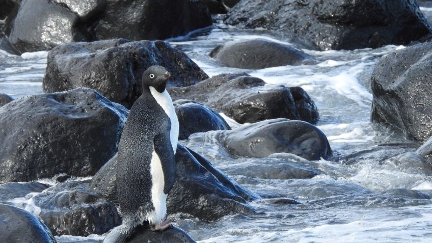 Detectan mercurio en plumas de pingüinos