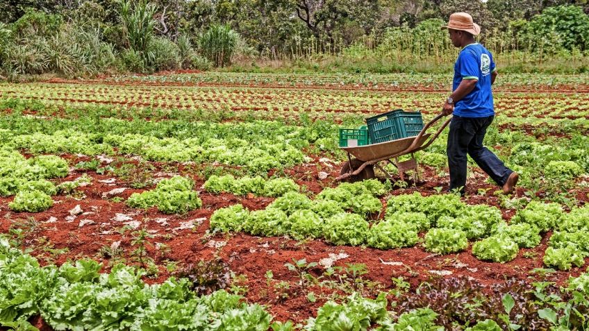 Presupuesto de la Secretaría de Agricultura para 2022 es óptimo, podremos ampliar programas: Víctor Villalobos Arámbula