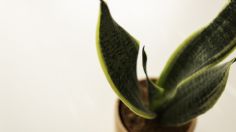 Sansevieria o Lengua de suegra conoce los beneficios de cultivar esta planta