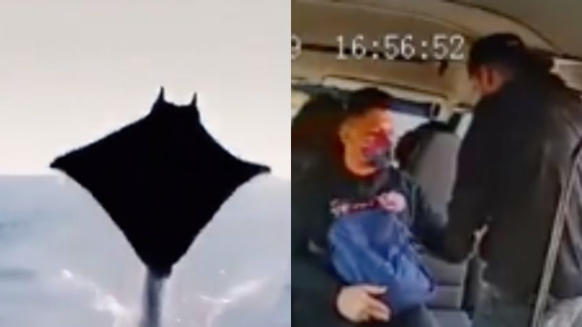 Mantarrayas montando una ola y captan violento asalto en carretera: Los mejores TikTok de este 24 de noviembre