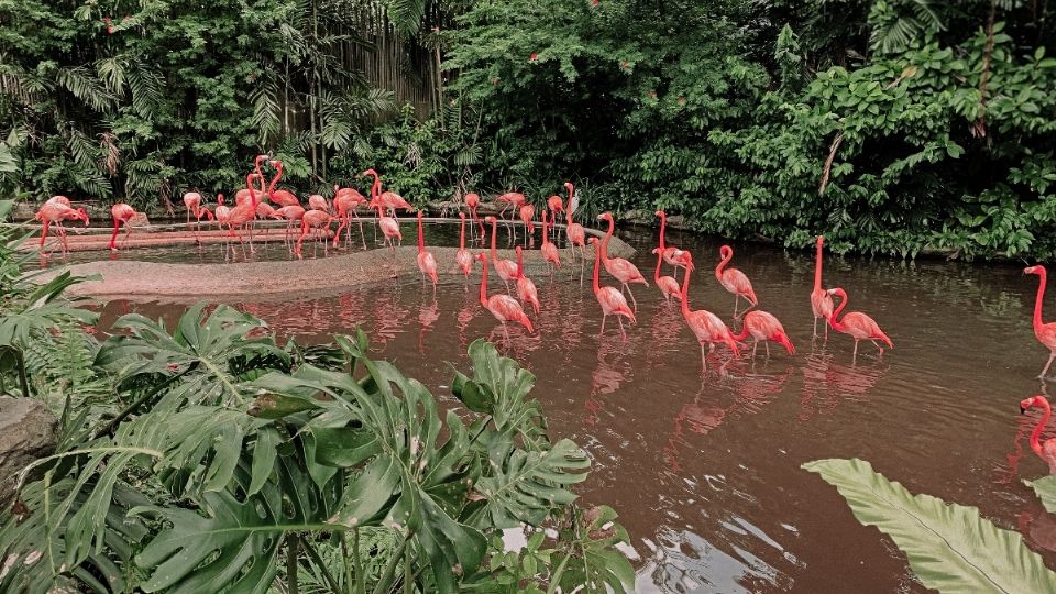 NATURALEZA VIVA. Durante tu estancia en este lugar vas a tener la oportunidad de observar bellos flamingos que te harán saber lo hermoso que es nuestro planeta. Foto: Cortesía