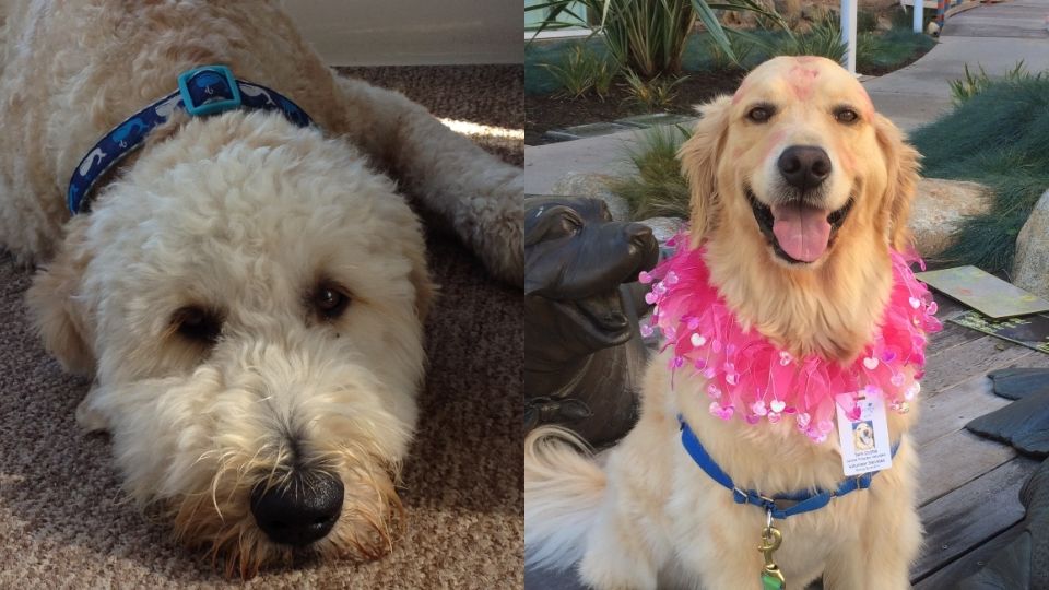 En un año, son aproximadamente 20 mil visitas las que hacen los perritos a los pacientes en un hospital infantil de San Diego (Foto: Rady Children's Hospital)