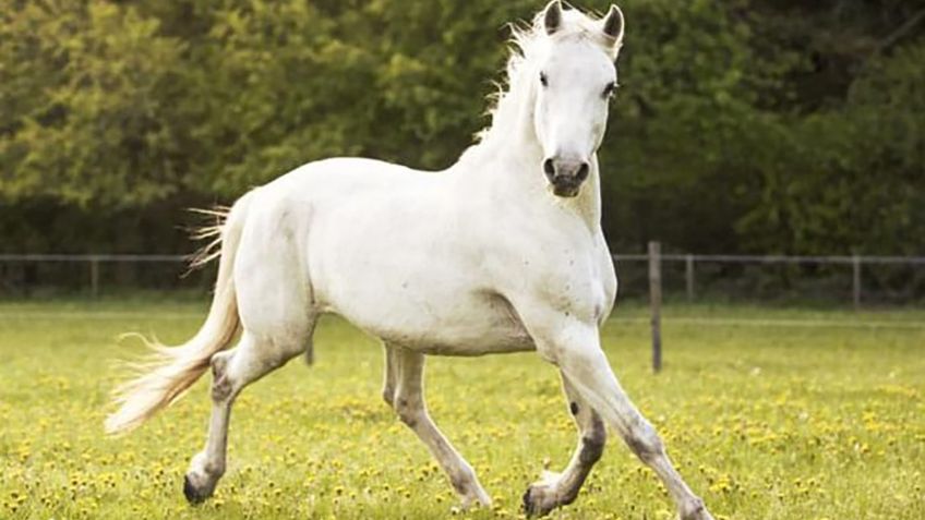 VIDEO VIRAL: Caballo enfurecido ataca violentamente a su jinete