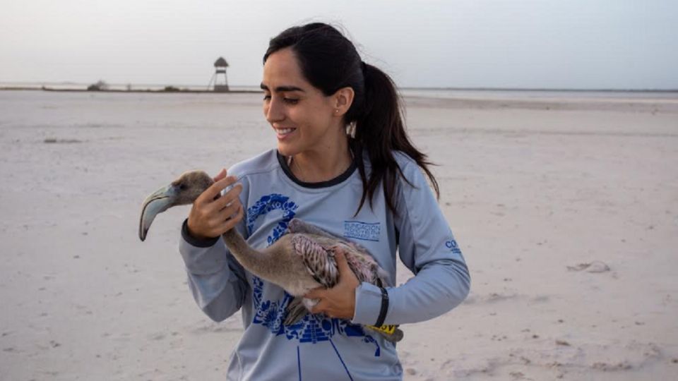 Fernanda Linage trata de ayudar a la especie con las fotografías que toma en el litoral de Yucatán. Foto: Fernanda Linage
