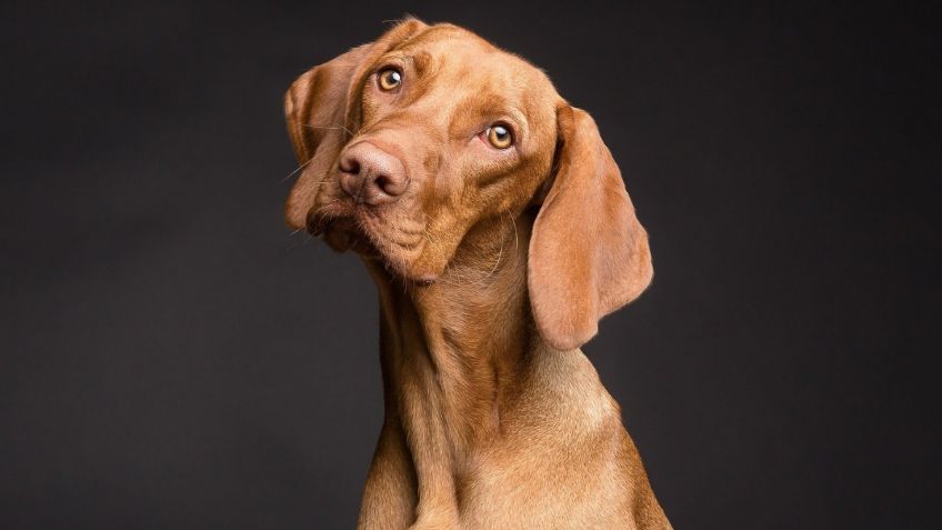 La verdadera razón por la que los perros giran la cabeza cuando algo les llama la atención