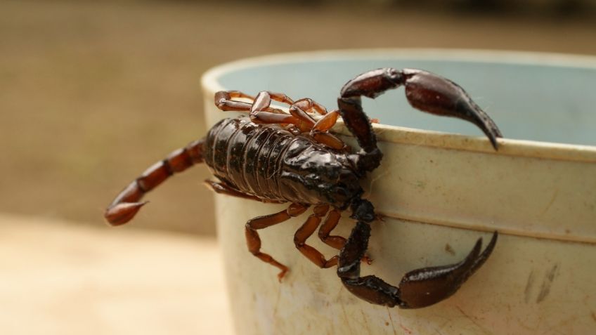 Este tipo de veneno es la clave para combatir el cáncer