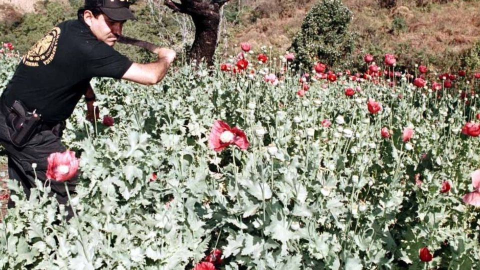 Blanca Margarita cambiaba el dinero en dólares de los sembradores de opio en Sinaloa. Foto: Cuartoscuro