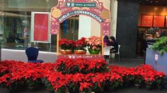 Festival de Flores de Nochebuena; conoce los lugares donde puedes tener la tuya