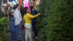 ¿Cuánto cuesta comprar un árbol de Navidad en el Mercado de Jamaica?