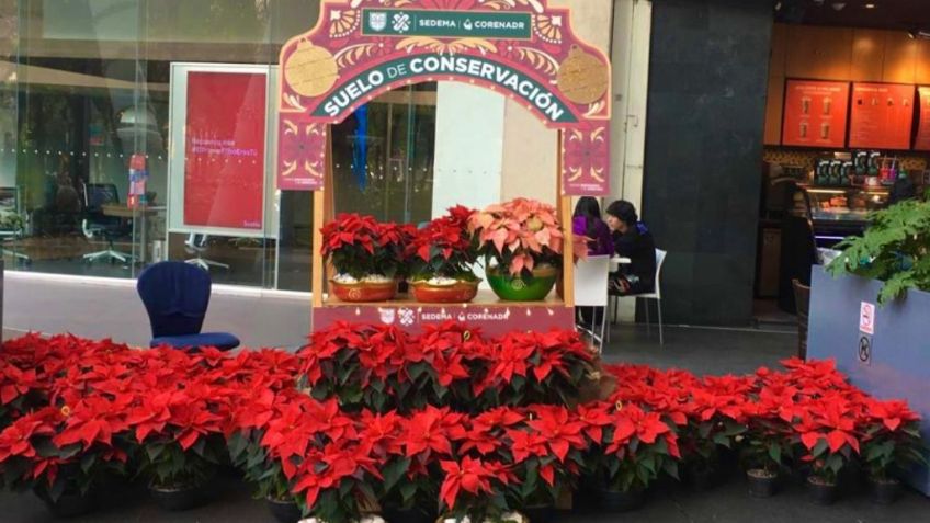 Festival de Flores de Nochebuena; conoce los lugares donde puedes tener la tuya