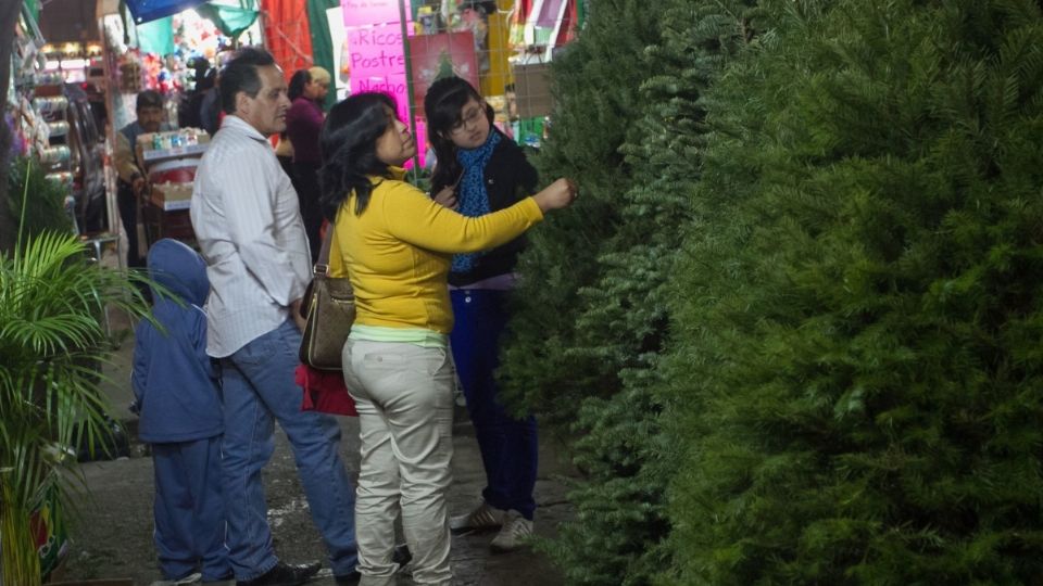 COSTO. La gran mayoría de los pinos para esta temporada aumentaron su precio hasta en 400 pesos. Foto: Especial