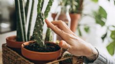 5 plantas INDISPENSABLES para aromatizar tu casa de manera NATURAL