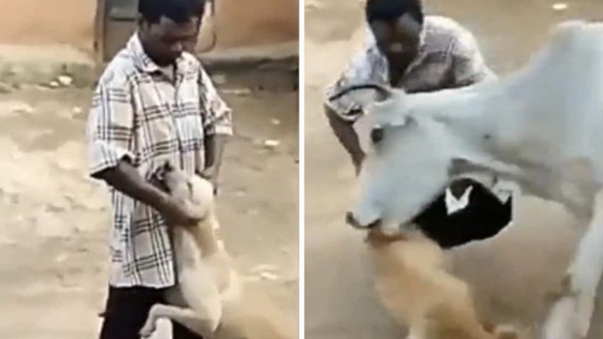 ¡Karma instantáneo! Vaca ataca a hombre que torturaba a perro en la India | VIDEO