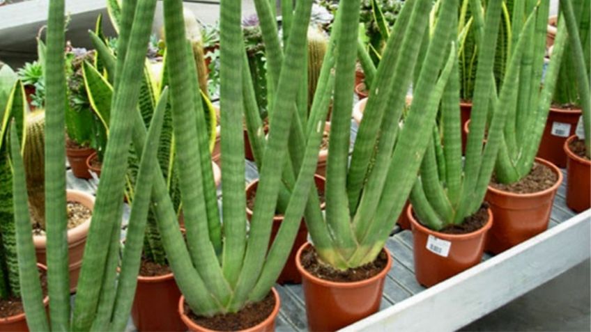 El truco más efectivo para que florezca tu sansevieria