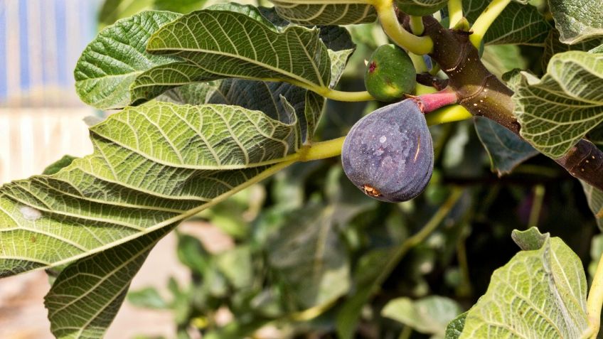 Los 3 beneficios de tomar té de hoja de higo para tu salud