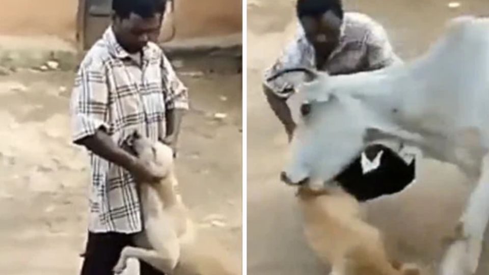 El hombre estaba jalando las orejas del perro sin motivo aparente. Foto: Especial