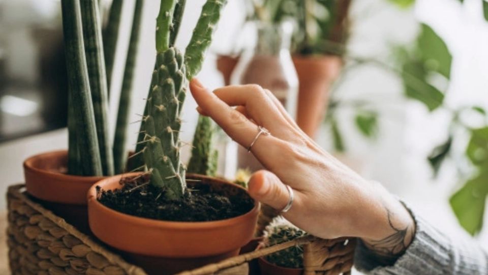 Las mejores plantas para armonizar tu casa. FOTO: Especial