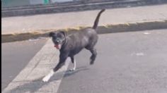 CDMX: Conductor abandona a perrito en Viaducto; causa indignación en redes sociales | VIDEO