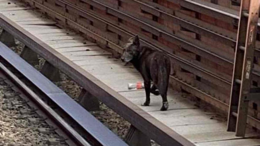 Perrito del Metro Múzquiz fue rescatado tras deambular 20 días en la estación