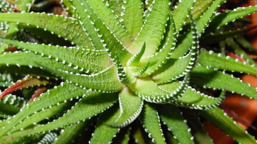 Estas son las plantas que debes tener en el hogar para que absorban el calor