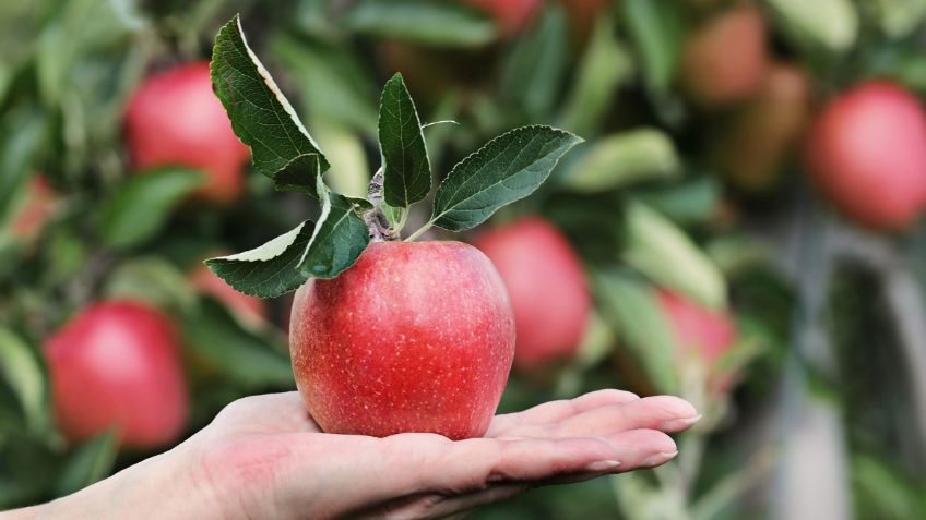 Colesterol alto: estos son los ingredientes que reducen sus niveles